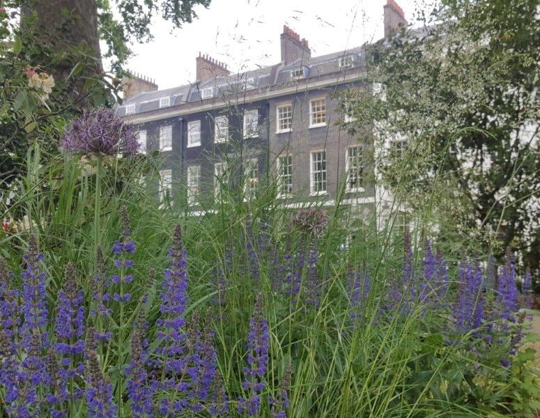 Bedford square behind lavender bush