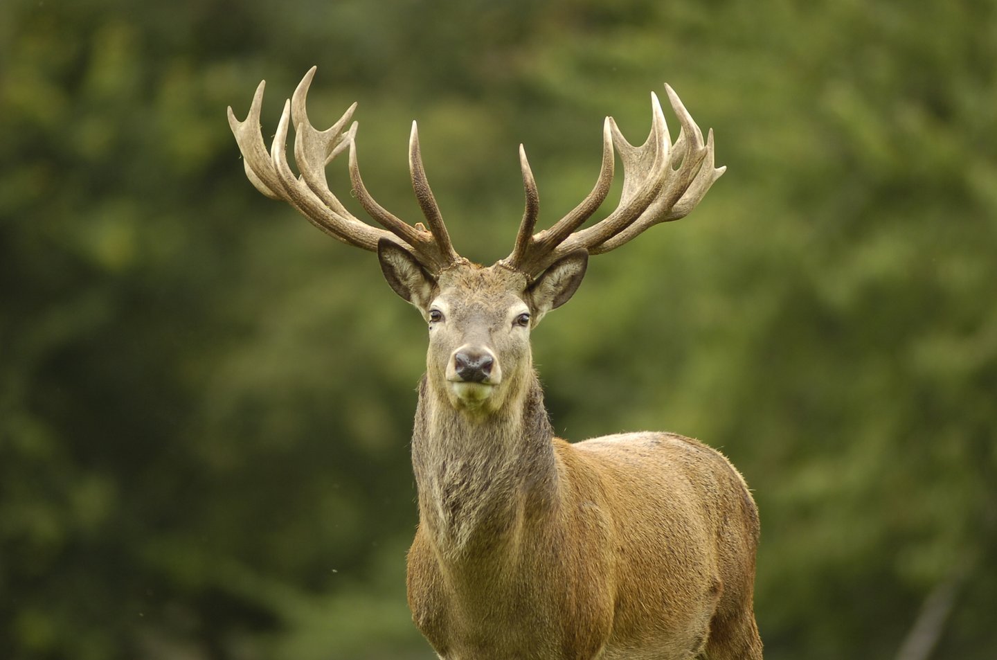 Image of red deer, woburn abbey. 01525290333. copyright remains with his grace the duke of bedford and the trustees of the bedford estates